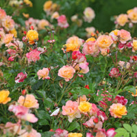 Rosa AMBER COVER®