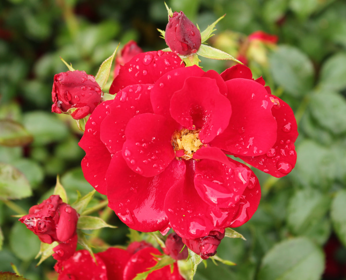 Rosa AUSTRIANA