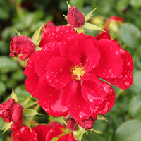 Rosa AUSTRIANA
