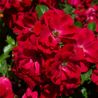 Rosa AUSTRIANA