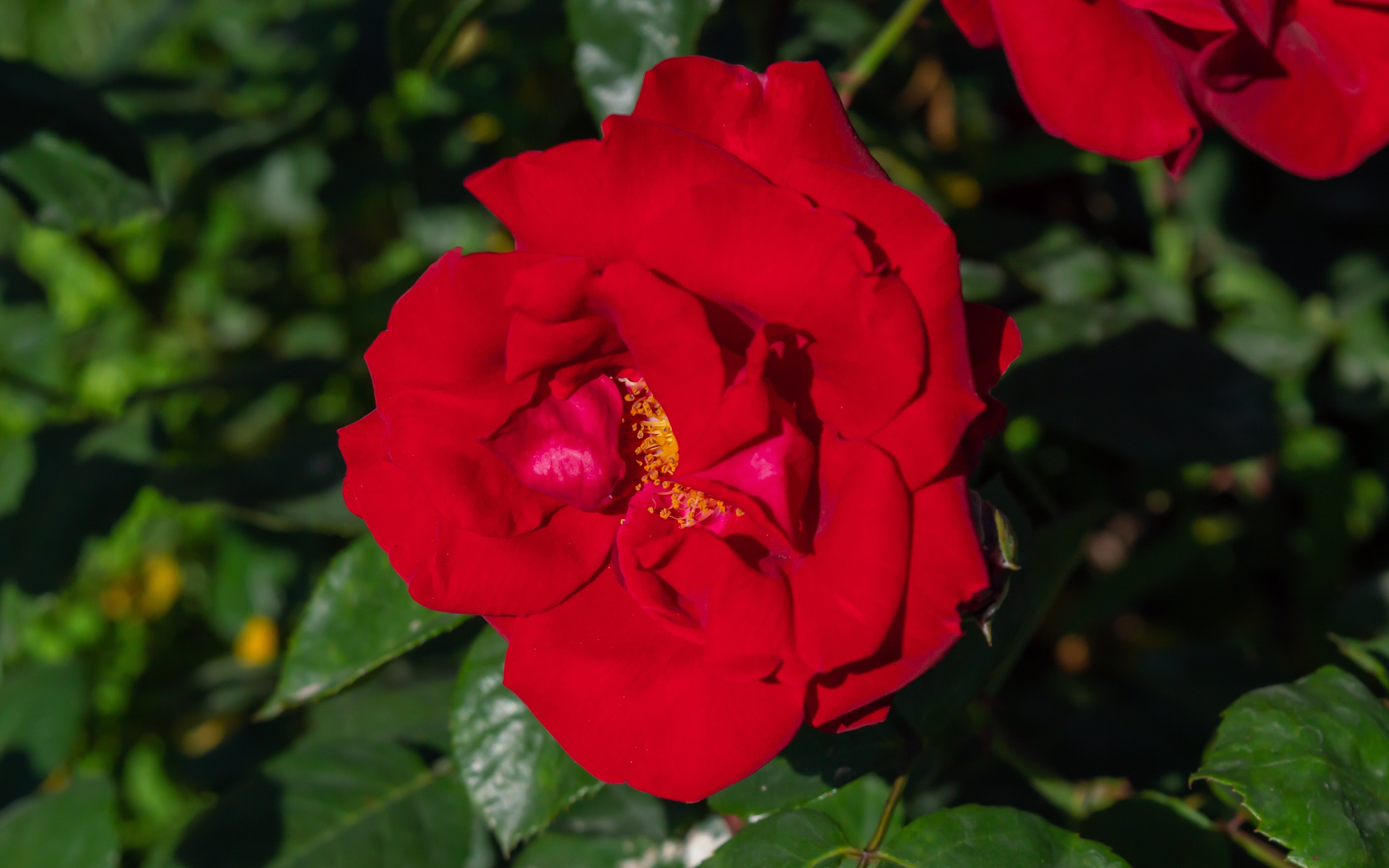 Rosa AUSTRIANA