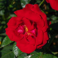 Rosa AUSTRIANA