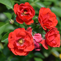 Rosa CHARMING COVER®