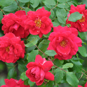 Rosa CHARMING COVER®