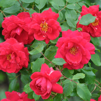 Rosa CHARMING COVER®