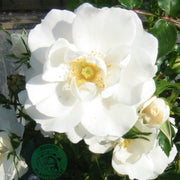 Rosa DIAMOND BORDER®