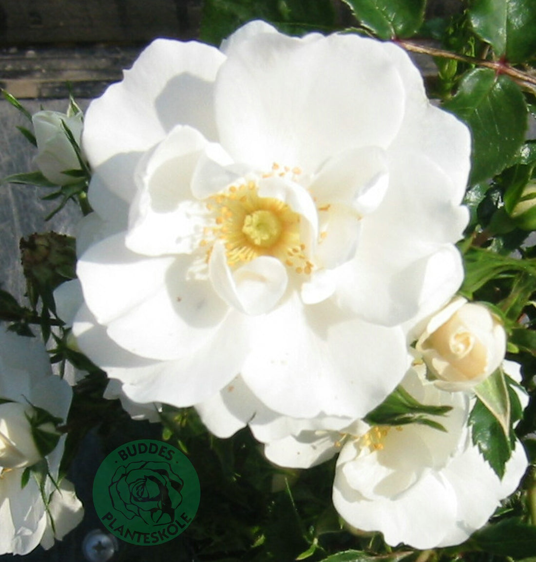 Rosa DIAMOND BORDER®