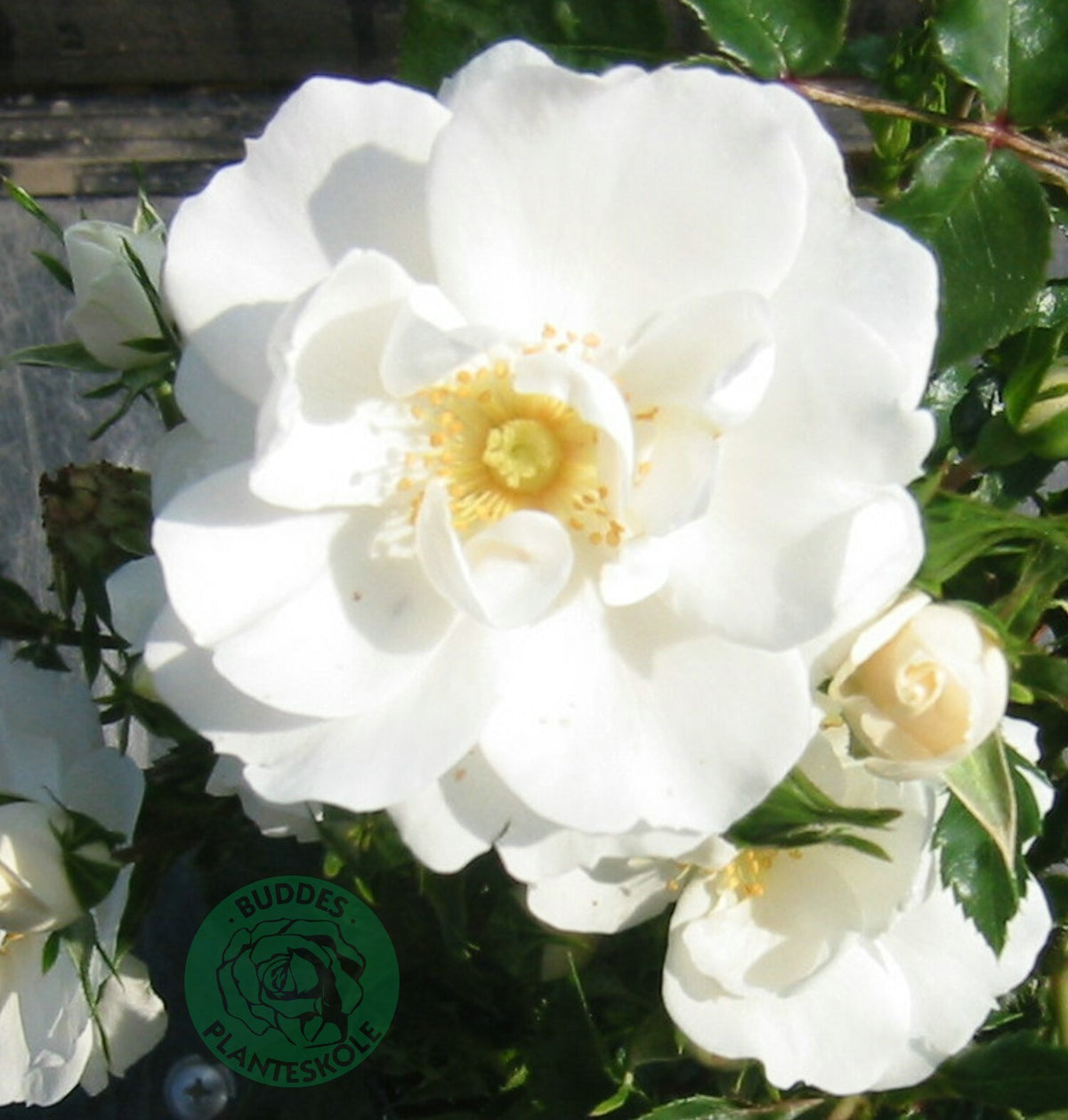 Rosa DIAMOND BORDER®