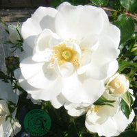 Rosa DIAMOND BORDER®