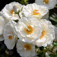 Rosa DIAMOND BORDER®