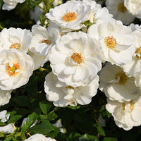 Rosa DIAMOND BORDER®