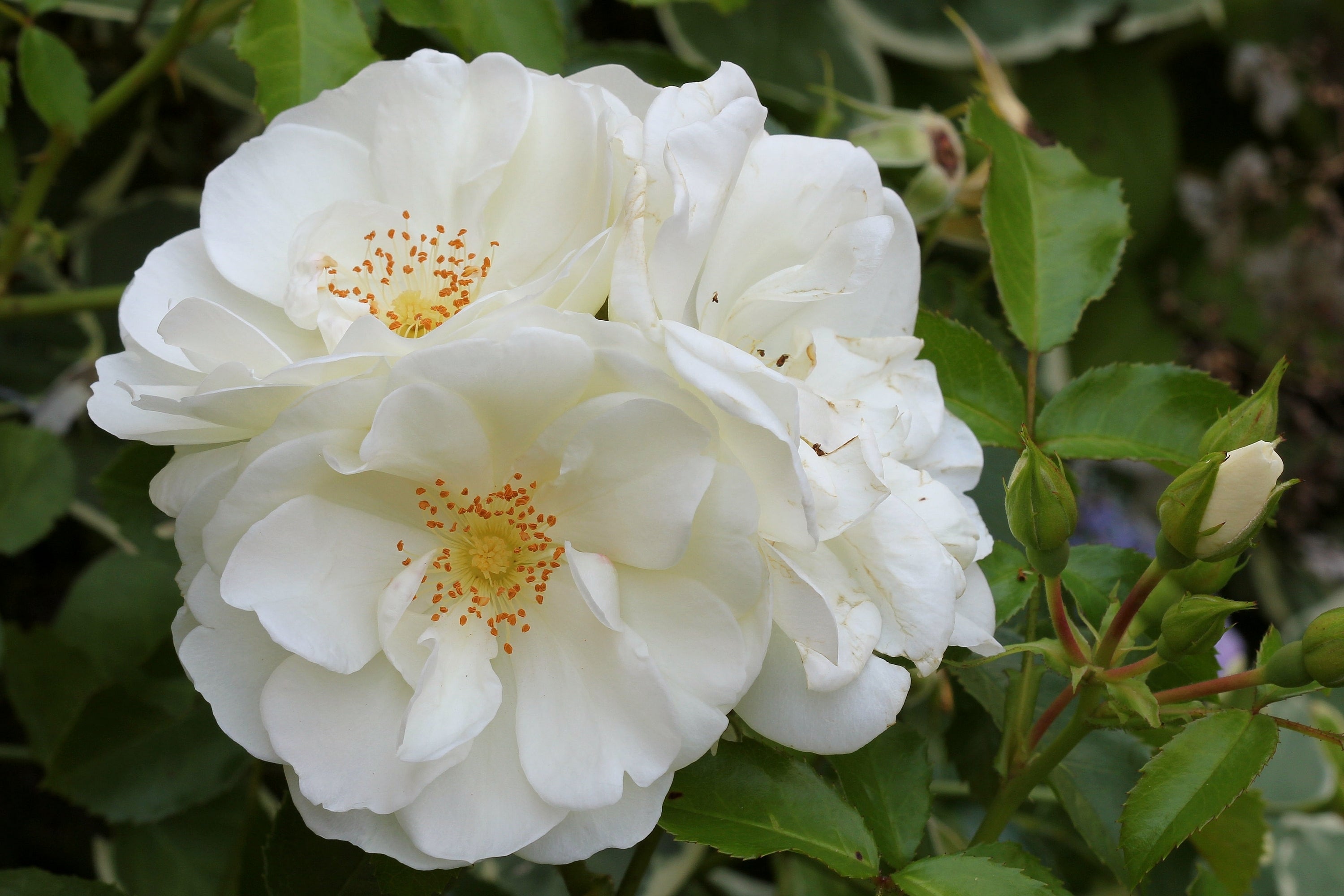 Rosa DIAMOND BORDER®