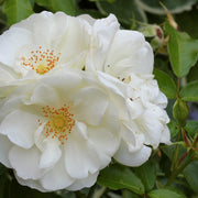 Rosa DIAMOND BORDER®
