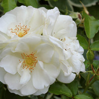 Rosa DIAMOND BORDER®
