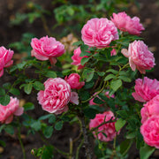 Rosa LEONARDO DA VINCI