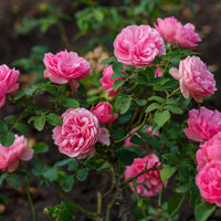 Rosa LEONARDO DA VINCI