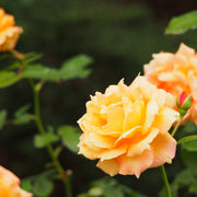 Rosa FLAMING COVER®