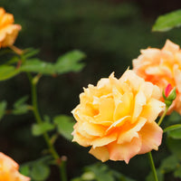 Rosa FLAMING COVER®