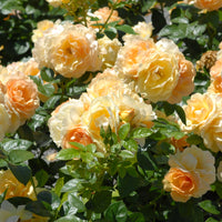Rosa FLAMING COVER®