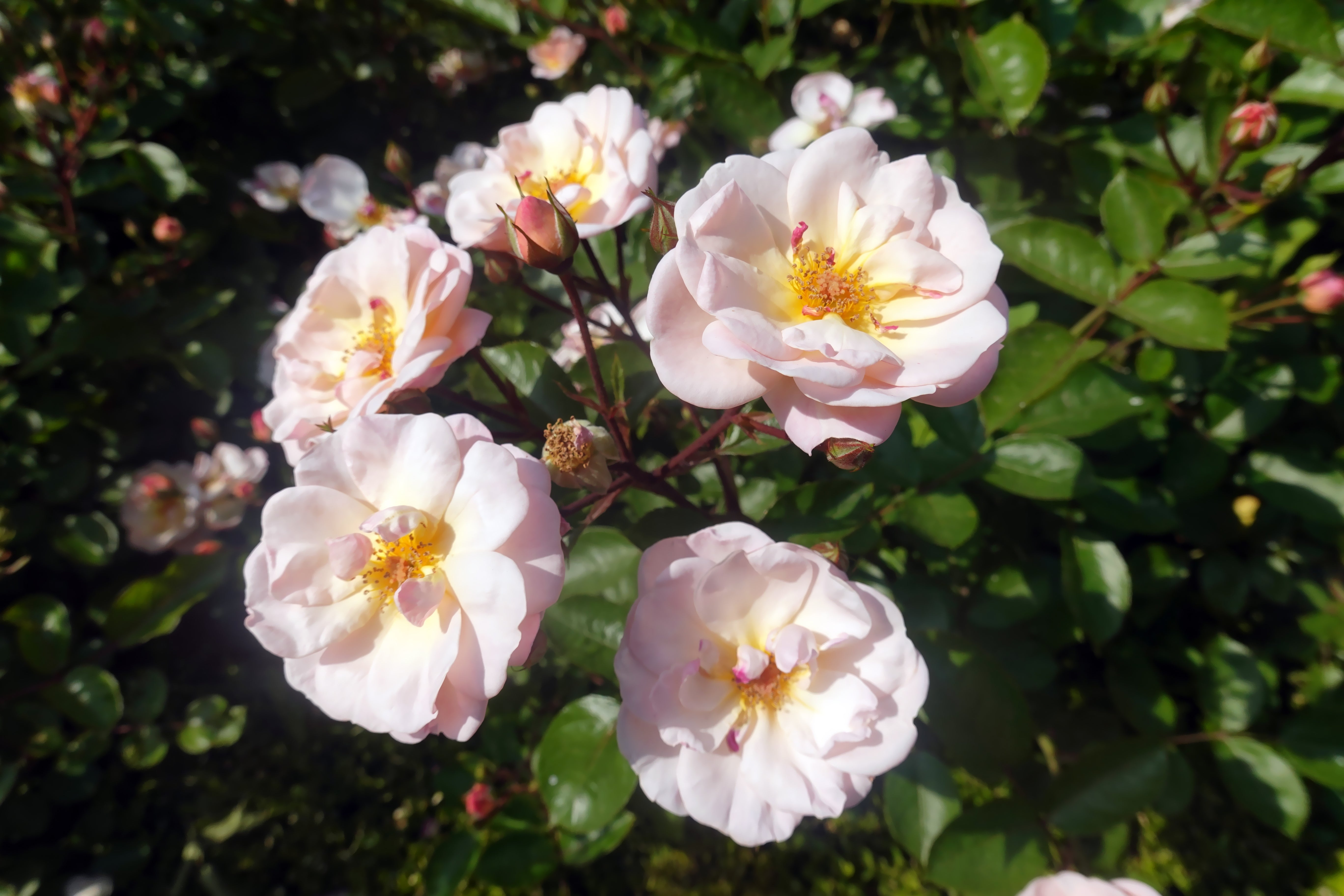 Rosa GENTLE COVER®