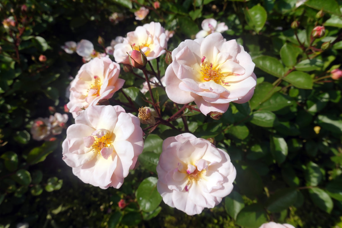 Rosa GENTLE COVER®