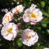 Rosa GENTLE COVER®
