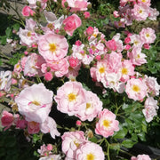 Rosa GENTLE COVER®