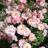 Rosa GENTLE COVER®
