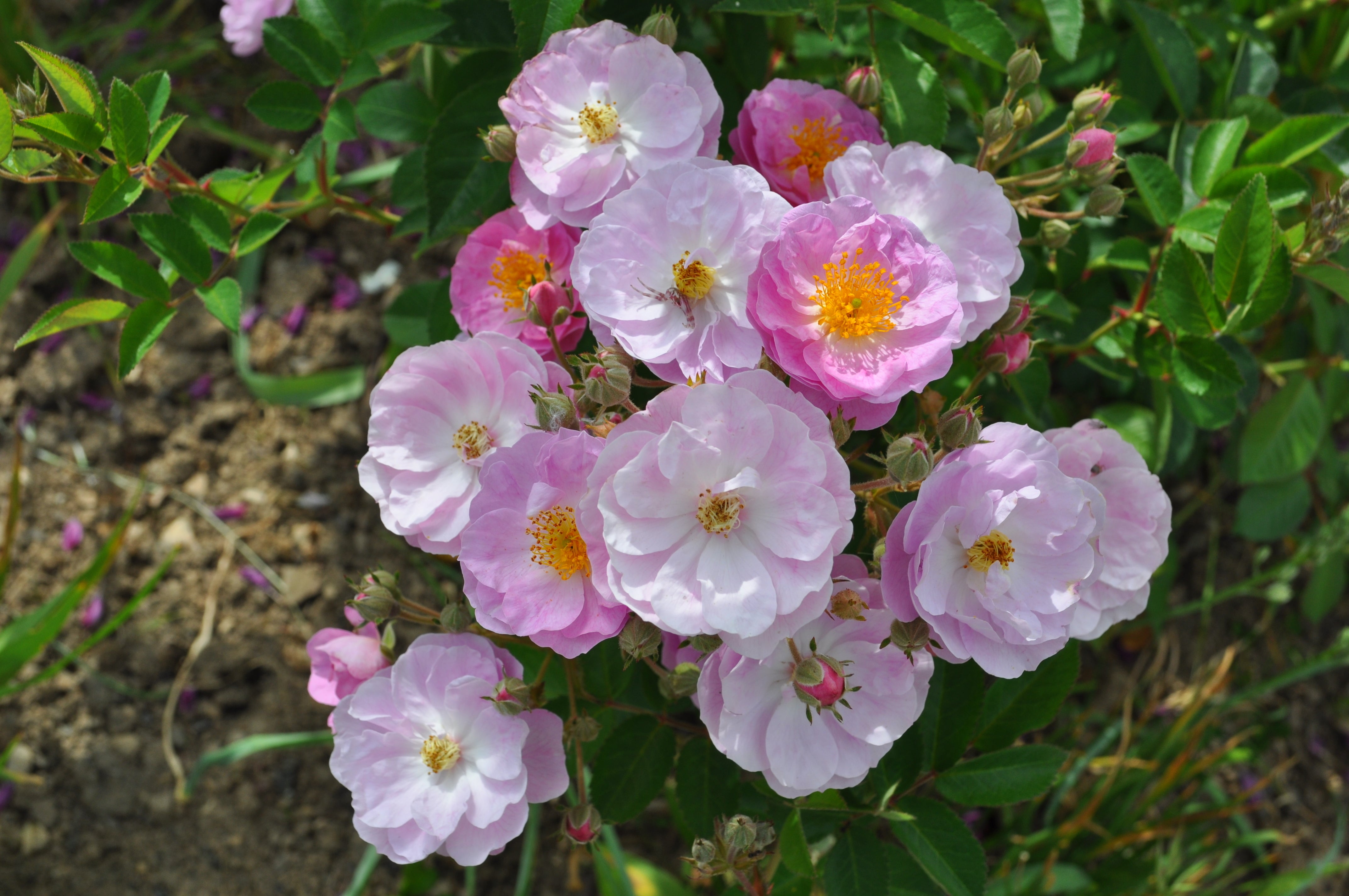 Rosa GENTLE COVER®
