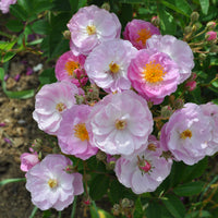 Rosa GENTLE COVER®