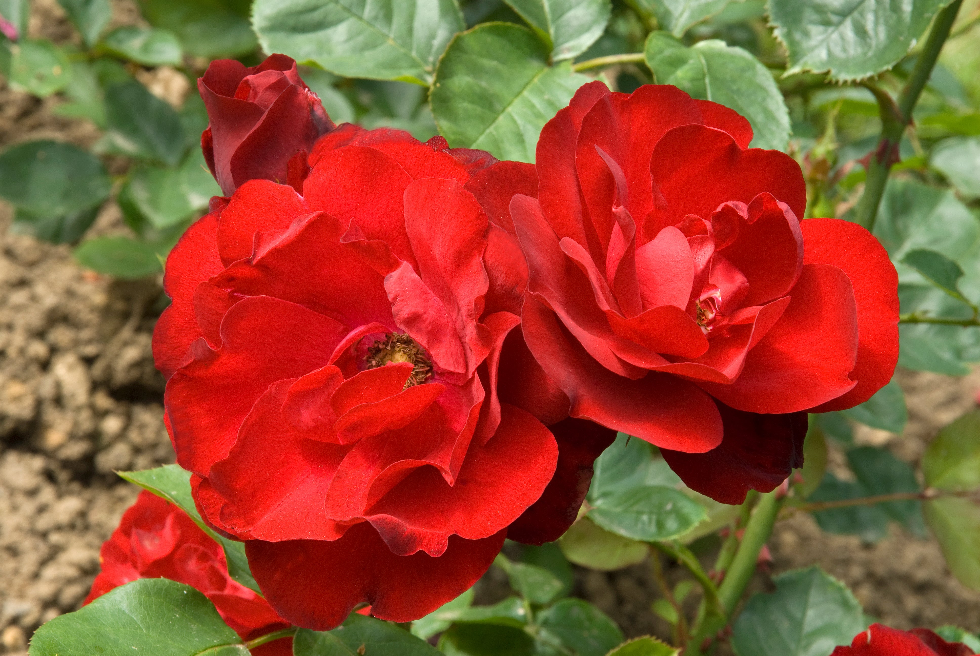 Rosa LILLI MARLEEN