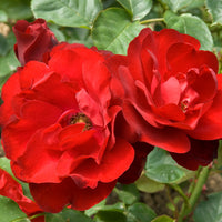 Rosa LILLI MARLEEN