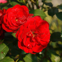 Rosa LILLI MARLEEN