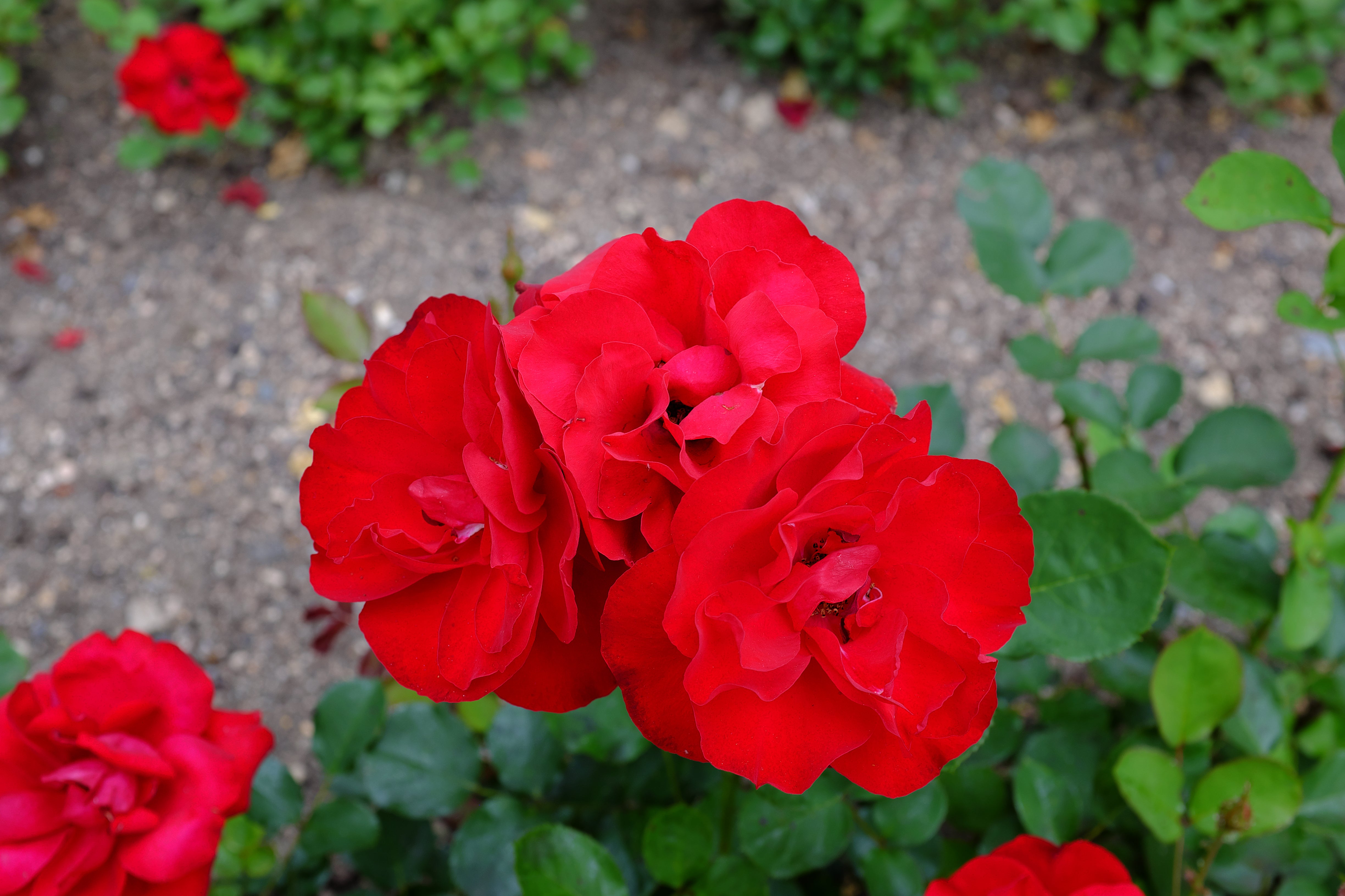 Rosa LILLI MARLEEN