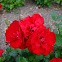 Rosa LILLI MARLEEN