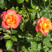Rosa MANDARIN
