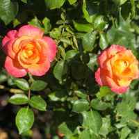Rosa MANDARIN