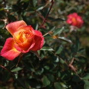 Rosa MANDARIN