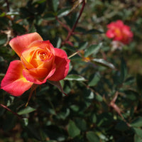 Rosa MANDARIN
