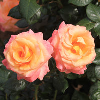 Rosa MANDARIN