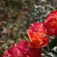 Rosa MANDARIN