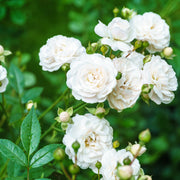 Rosa 'Sea Foam'
