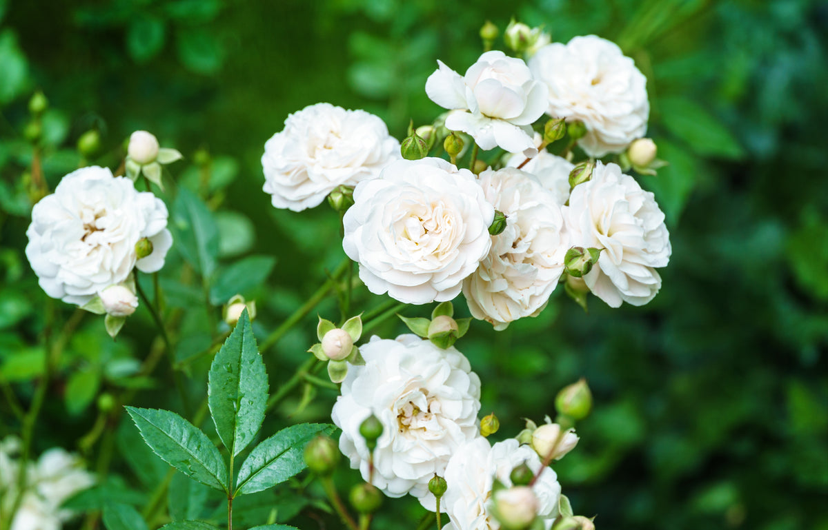 Rosa 'Sea Foam'