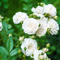 Rosa 'Sea Foam'