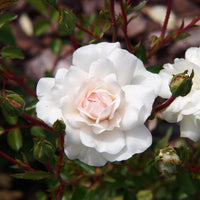Rosa 'Sea Foam'