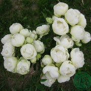 Rosa 'Snövit'