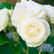 Rosa 'Snövit'