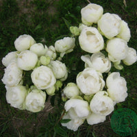 Rosa 'Snövit'