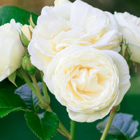 Rosa 'Snövit'