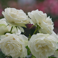 Rosa 'Snövit'